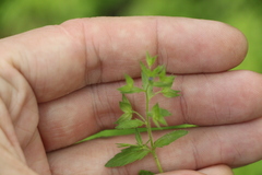 Veronica argute-serrata
