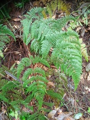 Dryopteris pseudocaenopteris