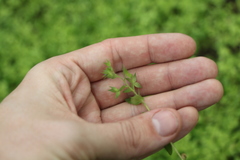 Veronica argute-serrata