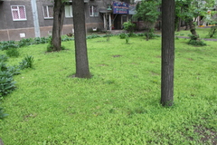 Veronica argute-serrata