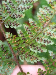 Dryopteris pseudocaenopteris