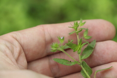 Veronica argute-serrata