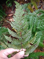 Dryopteris pseudocaenopteris