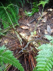 Dryopteris pseudocaenopteris