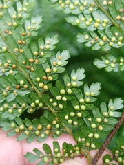 Dryopteris pseudocaenopteris