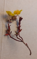 Helianthemum oelandicum