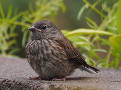 Dark-Eyed Junco photo 6
