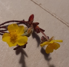 Helianthemum oelandicum