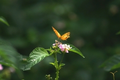 Phalanta phalantha aethiopica