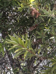 Melaleuca viminalis viminalis