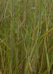 Eriachne stipacea