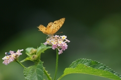 Phalanta phalantha aethiopica