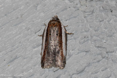 Acleris celiana