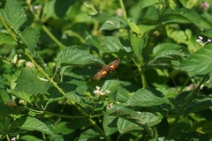 Macroglossum