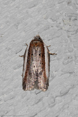 Acleris celiana