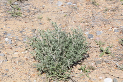 Artemisia terrae-albae