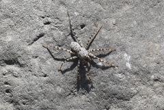 Pardosa sura