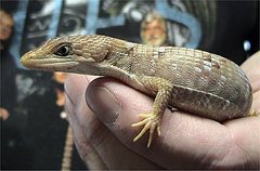 Texas Alligator Lizard photo 3