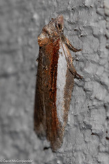 Acleris celiana