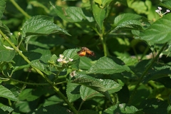 Macroglossum