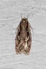 Semioscopis aurorella