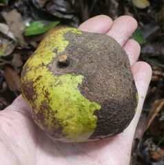 Klainedoxa gabonensis