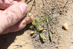 Ceratocephala