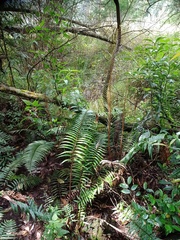 Blechnum vestitum