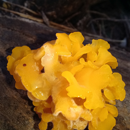 Fan-shaped Jelly Fungus