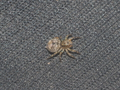 Salticidae