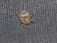 Salticidae