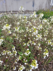 Arabidopsis suecica