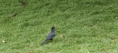 Turdus simillimus
