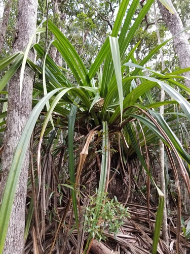 Pandanus lacuum observed 2022-04-14