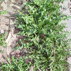 Taraxacum officinale
