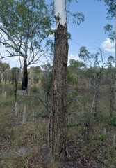 Eucalyptus chartaboma