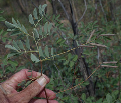Indigofera scabrella