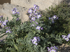 Matthiola tricuspidata