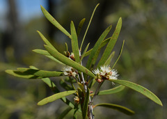 Melaleuca citrolens