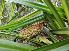 Pandanus lacuum