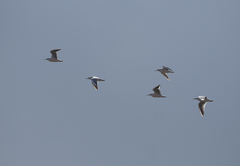 Chroicocephalus genei