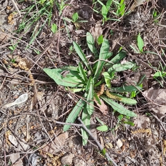 Scorzoneroides autumnalis