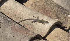 Podarcis siculus