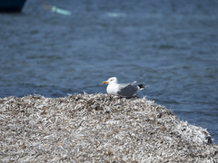 Larus michahellis