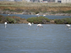 Phoenicopterus roseus