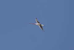 Himantopus himantopus