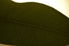 Acronychia littoralis