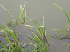 Sparganium erectum