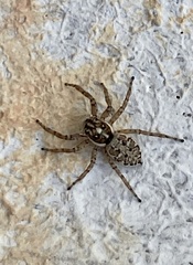 Menemerus semilimbatus