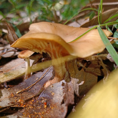 Singerocybe